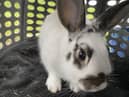 One of the rabbits rescued by Quaker Animal Rescue & Rehabilitation.