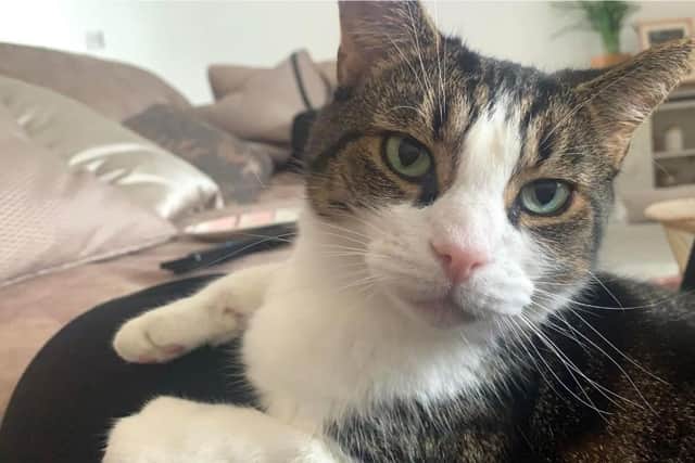 Socks, a 12-year-old neutered house cat, has been missing from Hapton since 5-45am on Tuesday, September 20th.