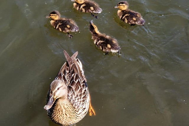 You won't have to go very far to find some hungry ducks and ducklings - the lake at Yarrow Valley Country Park in Chorley is one place you could visit to find some