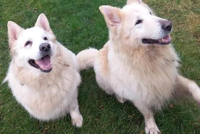 Adorable German Shepherds Misty and Beau have been with Bleakholt Animal Sanctuary since February.