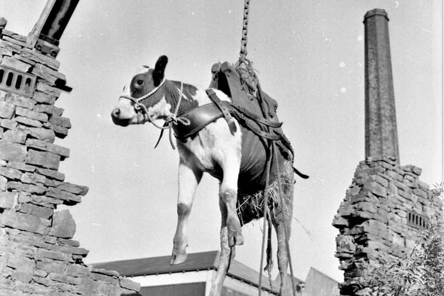 A heifer rescued with a crane from a Crawshawbooth stream after an eight hour ordeal is now improving back home on the farm. Police used a 12-ton crane with a 40ft. jib to lift the exhausted heifer, aged 18 months, and weighing five hundredweight, from a stream behind the Kippax Mill in Crashawbooth