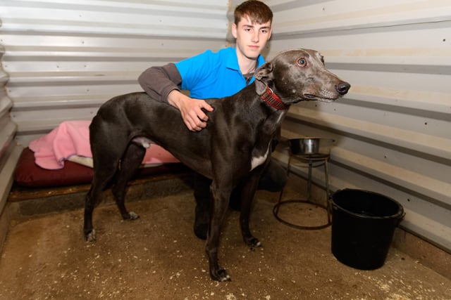 Kennel Assistant Callum Ingham with Blue XL Lurcher at PAWS animal rescue in Todmorden. Photo: Kelvin Stuttard