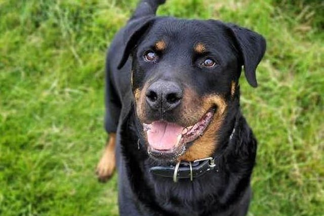 About Bruce...Bruce is a lovely nine-year-old Rottweiler who is a looking for a foster home. Bruce can be little bit reactive to other dogs so we are looking for a pet/child-free home. Ideally, we are looking for someone with experience with big breeds. While being with us, Bruce has a had tumour removed from his foot but that doesn’t seem to have slowed him down.