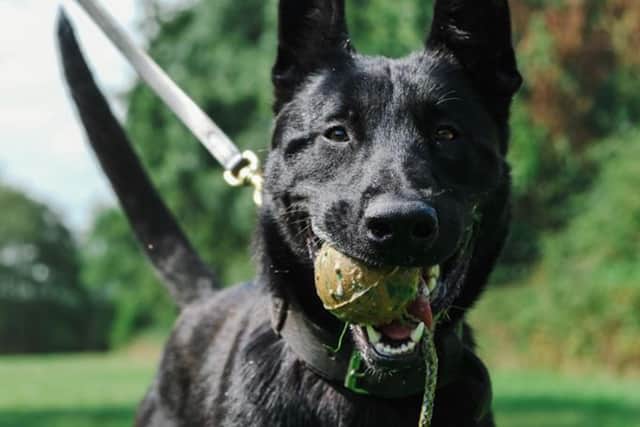 This is PD Bane. He stopped a suspect following a burglary in Westgate, Burnley (Credit: Lancashire Police)