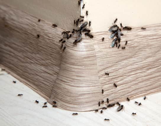 Bugs, rodents and pests can all wreak havoc – here’s how to handle every situation