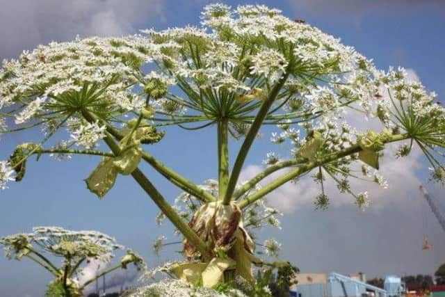 Dangerous - giant hogweed can cause serious blisters and burns