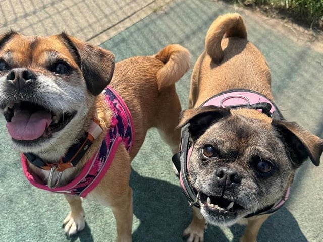 Breed: Jug Crossbreed Sex: Female Age: 9 years 1 month