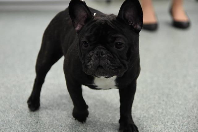 The following French Bulldogs were stolen:
One in Burnley;
Two in the Ribble Valley.
(Photo by Jamie McCarthy/Getty Images)