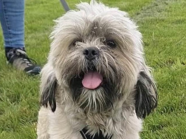 Breed: Shih Tzu Sex: Male Age: 1 year 6 months