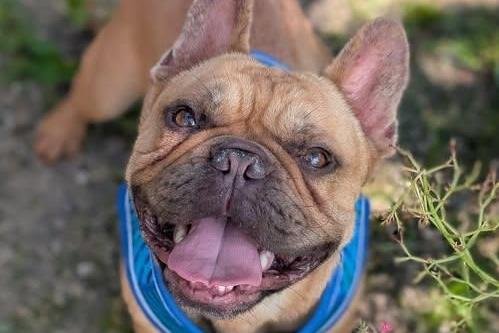 Breed: Bulldog (French) Sex: Male Age: 4 years 2 months