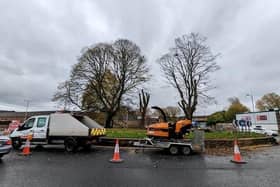 Work to remove trees on the Centenary Way roundabout as part of the Town2Turf regeneration scheme