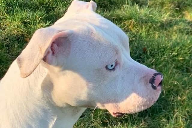 People began to overbreed the American XL Bully in 2020, says Pendle Dogs.