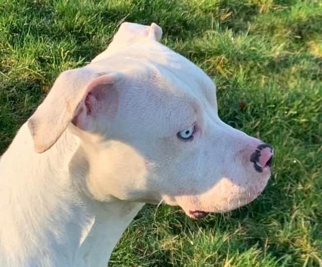 People began to overbreed the American XL Bully in 2020, says Pendle Dogs.