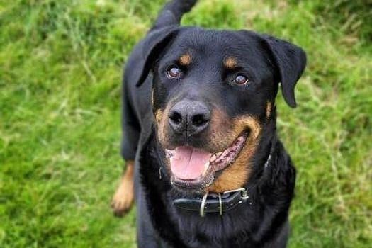 Breed: Rottweiler
Sex: Male
Age: 9 years 11 months