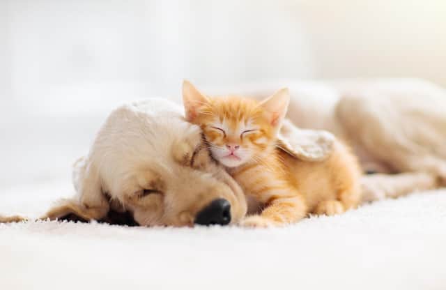 Pets bring much joy but can be expensive if they fall ill or are injured