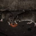 Stock image of two rats eating a slice of tomato. (Photo by PHILIPPE LOPEZ/AFP via Getty Images)
