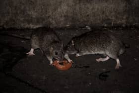 Stock image of two rats eating a slice of tomato. (Photo by PHILIPPE LOPEZ/AFP via Getty Images)