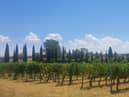 Smashing the social glass ceiling: wine tasting in Tuscany