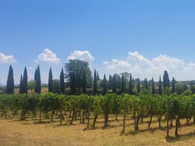Smashing the social glass ceiling: wine tasting in Tuscany