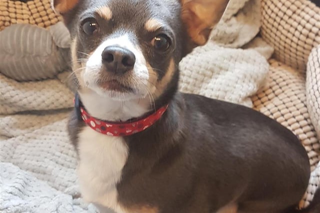 Breed: Chihuahua
Sex: Male
Age: 9 years 7 months