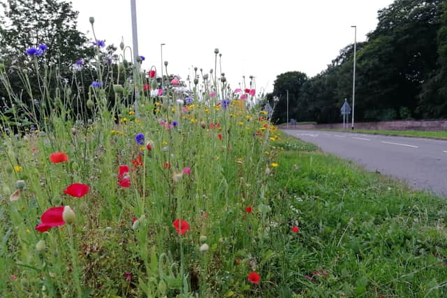 Wildflowers could be left to bloom for longer on Lancashire's roadsides