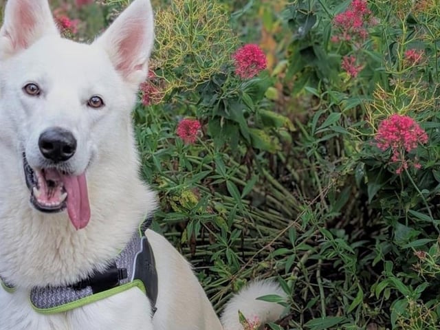 Breed: GSD X Husky Crossbreed Sex: Male Age: 1 year 6 months