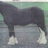 Charlie, the "Biggest Shire Horse in Britain" resided at HAPPA in 1998.