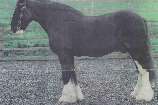 Charlie, the "Biggest Shire Horse in Britain" resided at HAPPA in 1998.