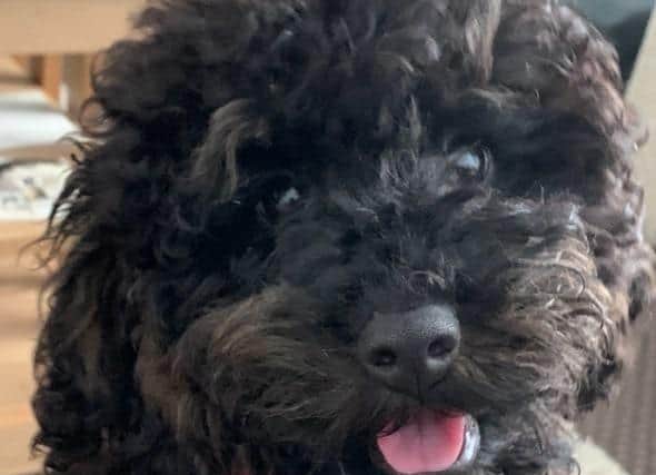 Five-month-old Cavapoo, Dylan, needs urgent surgery for a congenital heart condition.