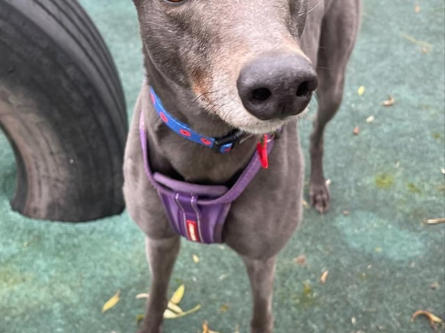 Breed: Greyhound Sex: Female Age: 6 years 0 month
