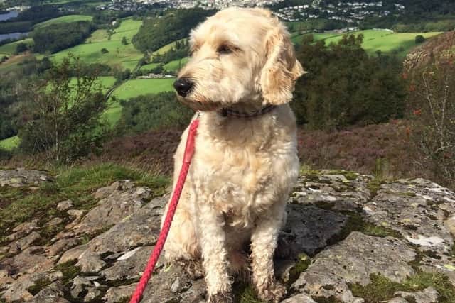 Tributes have been paid to award winning therapy dog Jasper who died this week