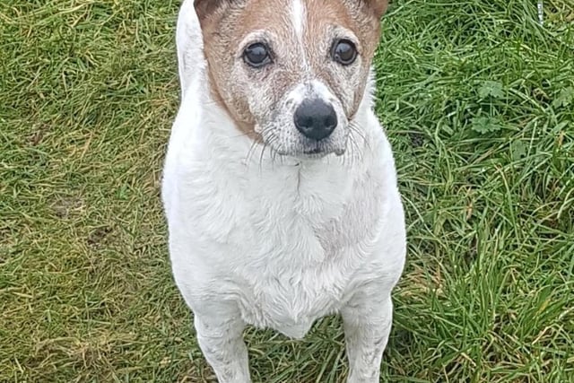 Breed: JRT
Crossbreed
Sex: Female
Age: 14 years 5 months