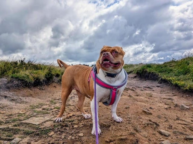 Breed: Ddb X Sbt Crossbreed Sex: Female Age: 3 years 6 months