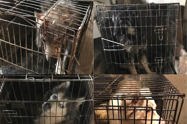 Some of the dogs rescued by the RSPCA after living in cages stacked on top of each other in a Colne property.