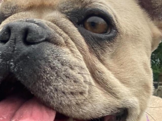 Breed: Bulldog (French) Sex: Female Age: 5 years 0 month