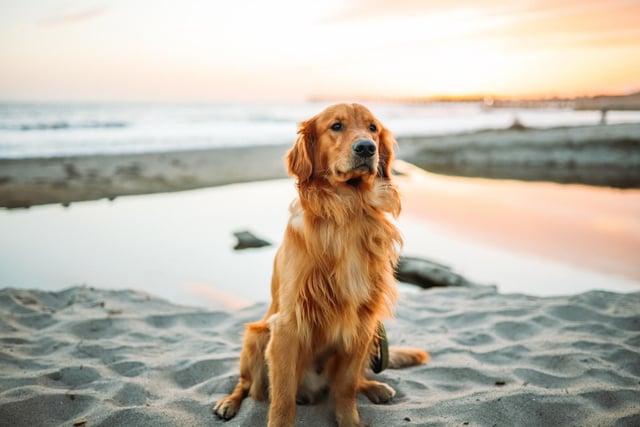 Golden Retriever had 16 mentions by experts