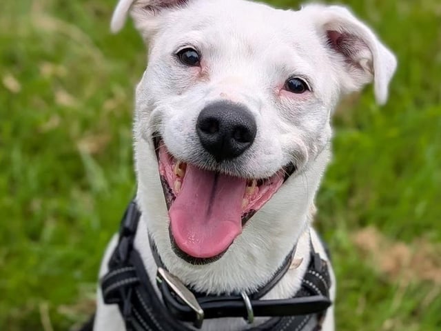 Breed: Cross Breed Crossbreed Sex: Male Age: 8 years 11 months
