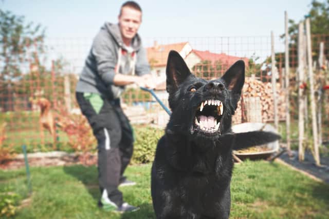 A young man is pictured with a dog displaying aggression. 
The RSPCA says the first signs of canine anxiety, which can lead to aggression, are subtle. In a dog, they include yawning, licking their lips, lowering their body posture, hanging their tail between their legs, pushing their ears back, or turning their head to avoid eye contact.