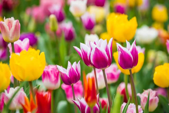 Beautiful bright colorful multicolored yellow, white, red, purple, pink blooming tulips (photo: Adobe)