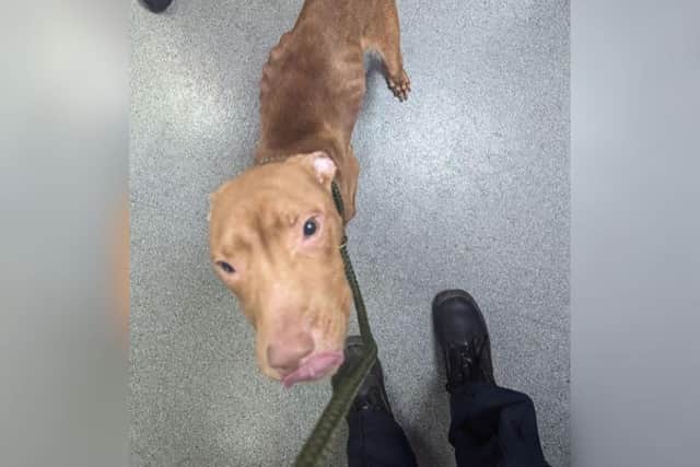 Rupert, a Staffie cross, was found emaciated in a Burnley street and is now being cared for by the RSPCA.