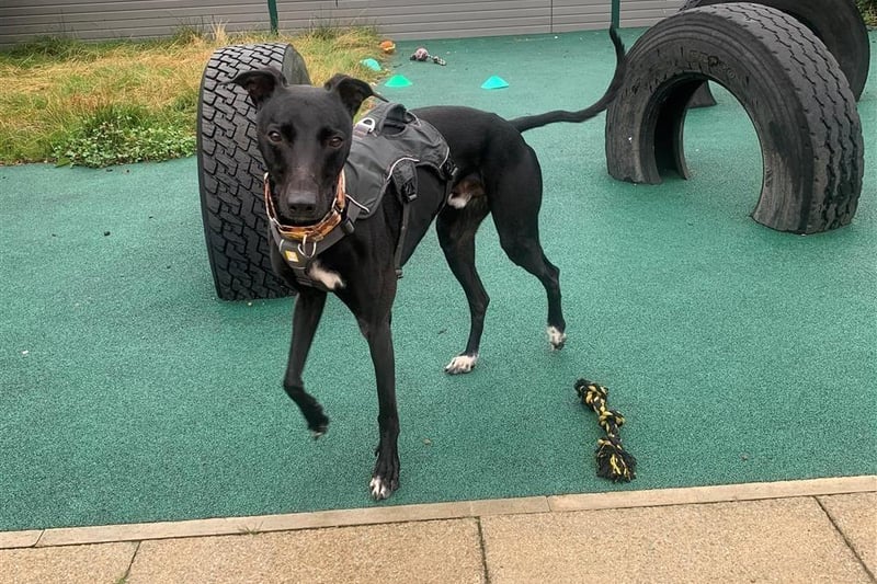 Breed: Lurcher
Sex: Male
Age: 3 years 8 months