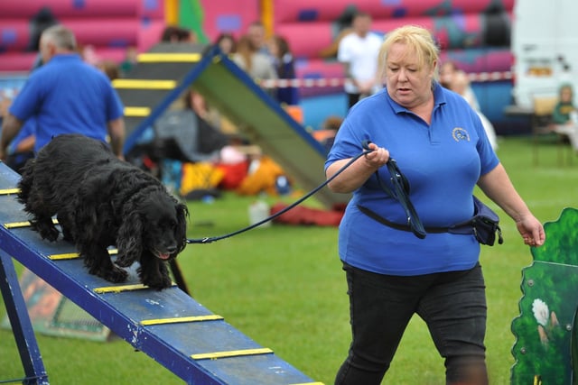 Pendle Dog Agility Club's  display at the Field Day.