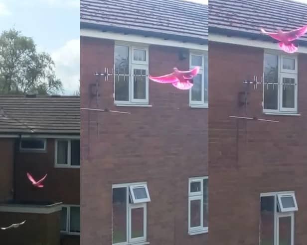 A rare pink pigeon has been  spotted in Nelson