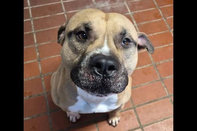 This dog faces being euthanised as his time in a stray dog kennel is nearly up.