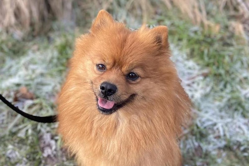 Breed: Pom
Crossbreed
Sex: Male
Age: 4 years 7 months