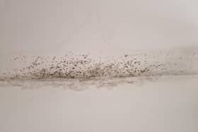 A pregnant Burnley woman and social tenant fears the health impact of black mould in her home on her young family.