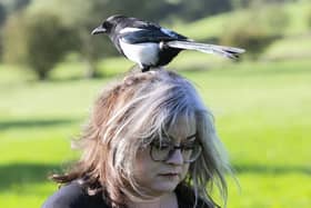 Janine MacLean, 49, with Mike the tame magpie.