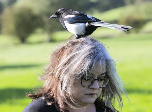 Janine MacLean, 49, with Mike the tame magpie.