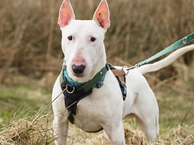 Breed: Terrier (Bull) Sex: Male Age: 7 years 3 months
