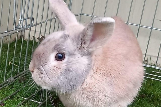 Meet Fluffy, a  crossbreed male three year old. He is a really sweet handsome big chap, looking for a female companion. Fluffy is a friendly, inquisitive bunny who will happily approach you for yummy treats but he isn’t used to being handled and will panic. So a confident rabbit handler is needed in order to get him used to being handled with confidence. He enjoys company and can be rehomed with younger children that will understands he needs extra time and patience to allow him to feel comfortable in his new home.
